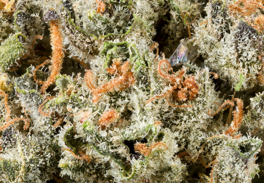 WTF are TERPS? The Aromatic Symphony of Cannabis